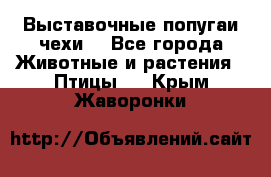 Выставочные попугаи чехи  - Все города Животные и растения » Птицы   . Крым,Жаворонки